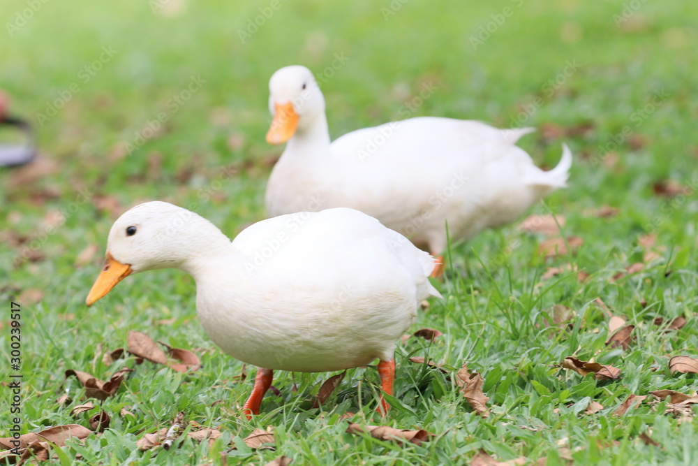 pato pato