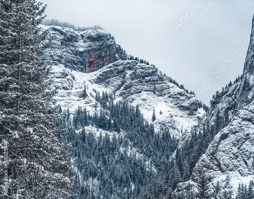Majestic mountains in winter with white snowy spruces. Wonderful wintry landscape. Amazing view on snowcovered rock mountains. Travel background, Romania
