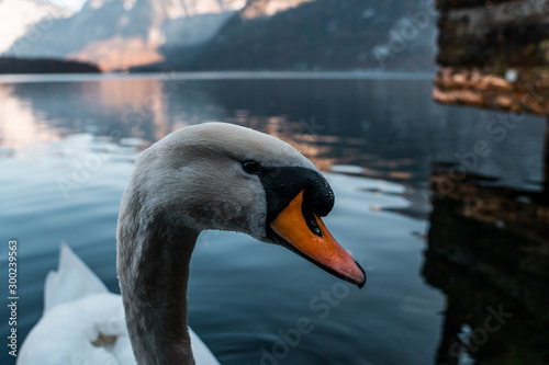 Fototapeta Naklejka Na Ścianę i Meble -  Swan in the beautiful lake of Hallstatt, close up swan image in Hallstatt austria, amazing wildlife image 