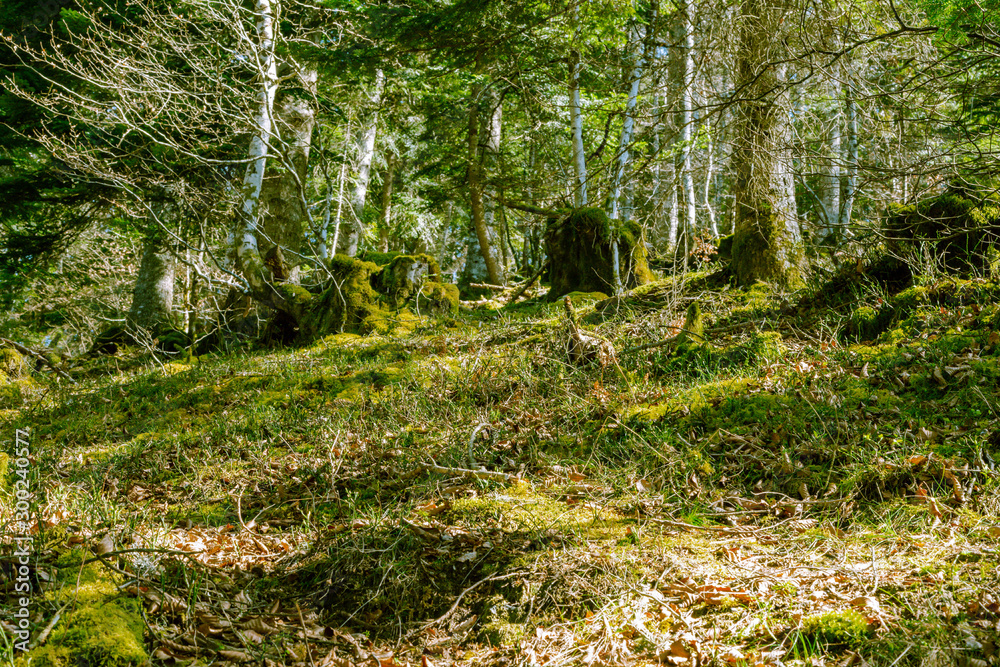 Obraz premium Mossy logs near countryside road