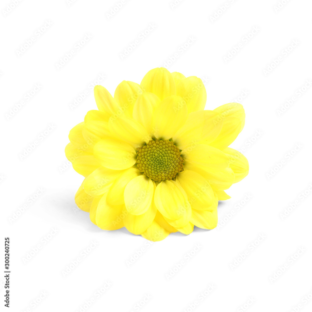 Beautiful yellow chamomile flower on white background Beautiful yellow chamomile flower on white background