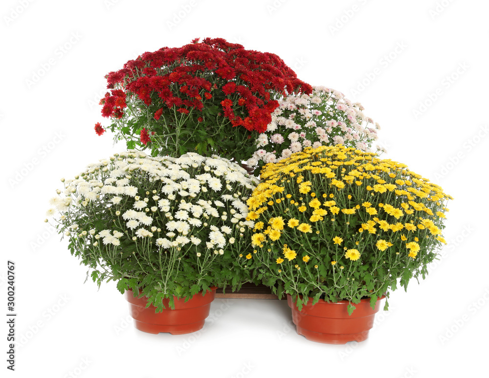 Beautiful colorful chrysanthemum flowers on white background Beautiful colorful chrysanthemum flowers on white background