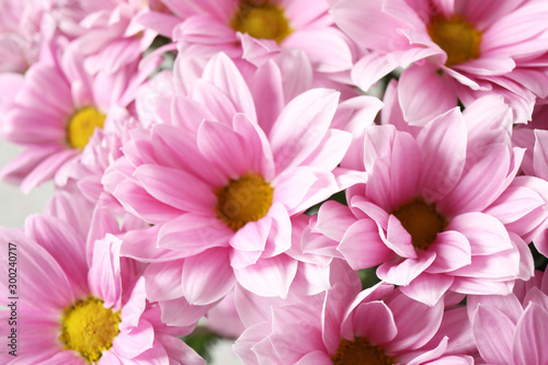 Beautiful pink chamomile flowers as background  closeup