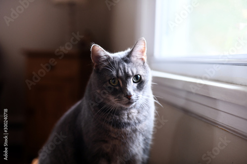 Fototapeta Naklejka Na Ścianę i Meble -  Gray Cat