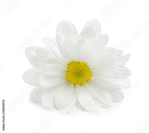 Beautiful fresh chamomile flower on white background