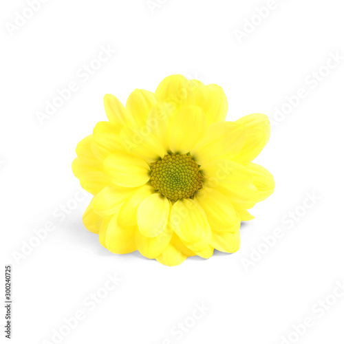 Beautiful yellow chamomile flower on white background