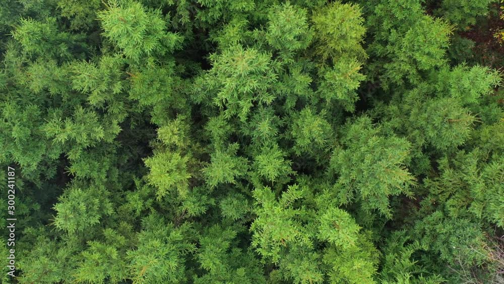 Top view of green conifer trees. Drone shot over spruce forest. Top view of green conifer trees. Drone shot over spruce forest.