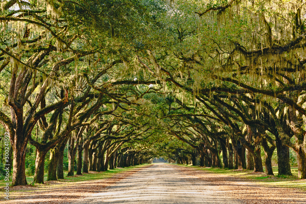 Fototapeta premium A stunning, long path lined with ancient live oak trees draped in spanish moss 
