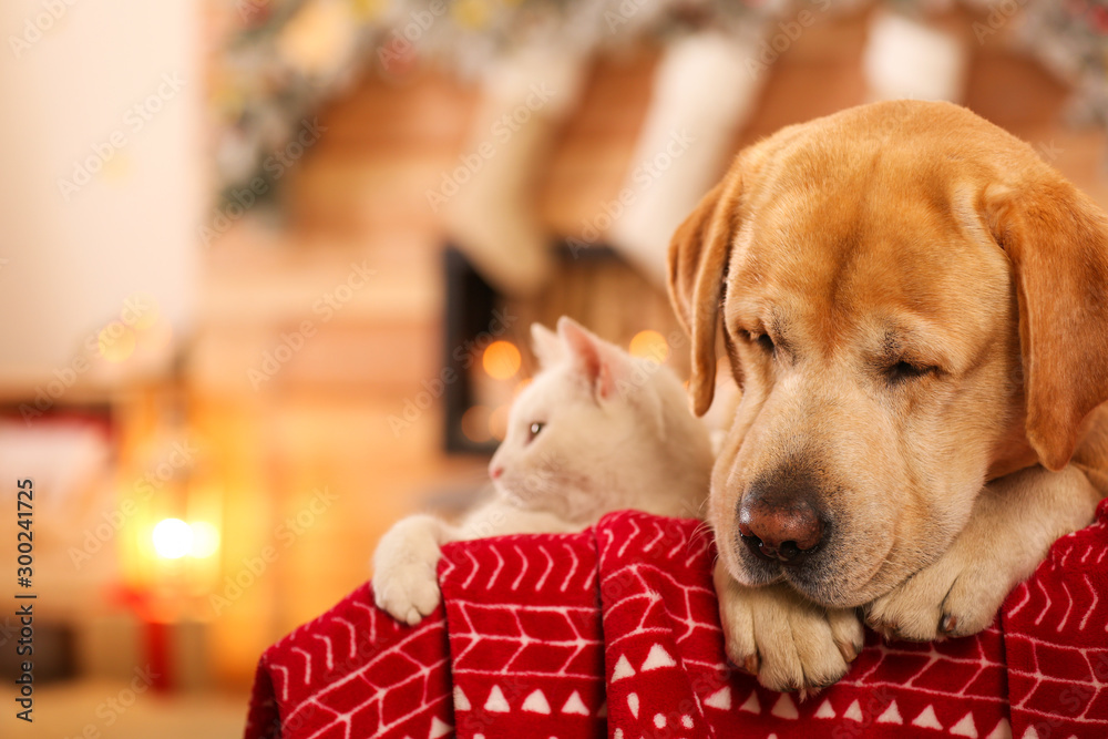 Adorable dog and cat together at room decorated for Christmas. Cute pets - obrazy, fototapety, plakaty 