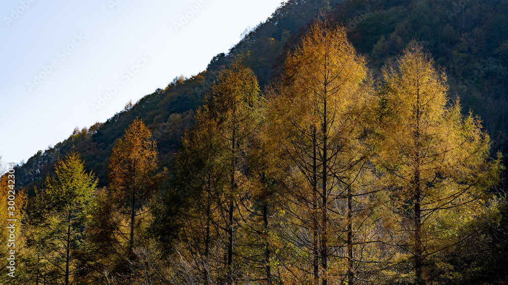 Fototapeta premium 日本の秋