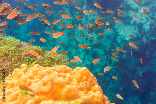 Fototapeta Naklejka Na Ścianę i Meble -  Underwater sea life coral reef with fish in Koh Tao