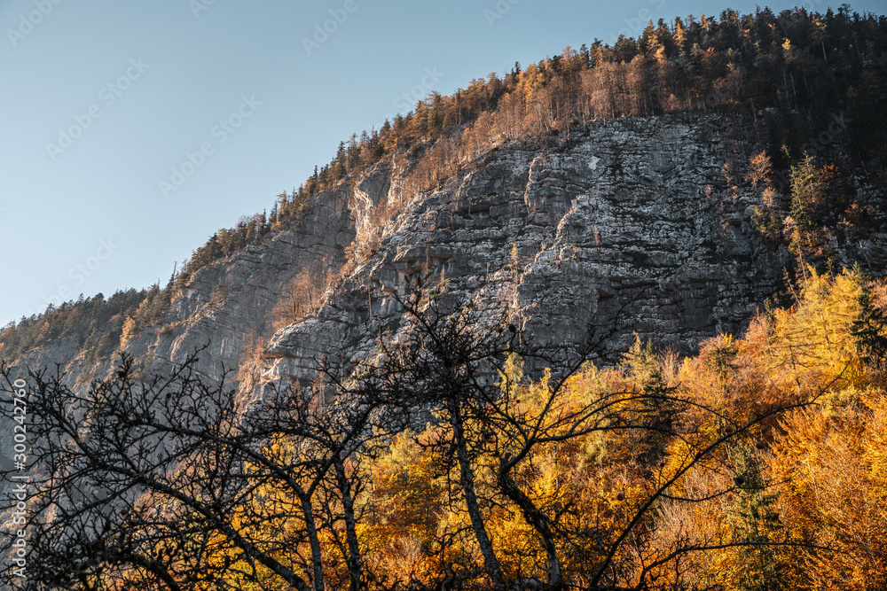 autumn forrest during sunset in Hallstatt Austria autumn forrest during sunset in Hallstatt Austria