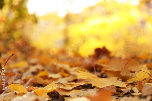 Golden leaves on ground in park  closeup. Autumn season