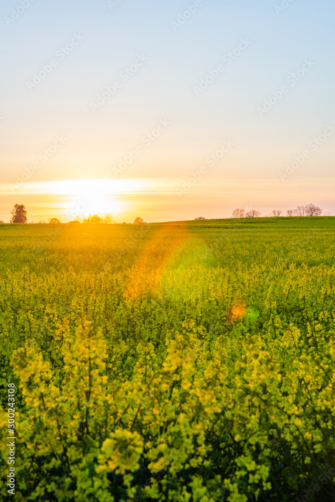 Rapeseed field in full bloom during a beautiful sunset