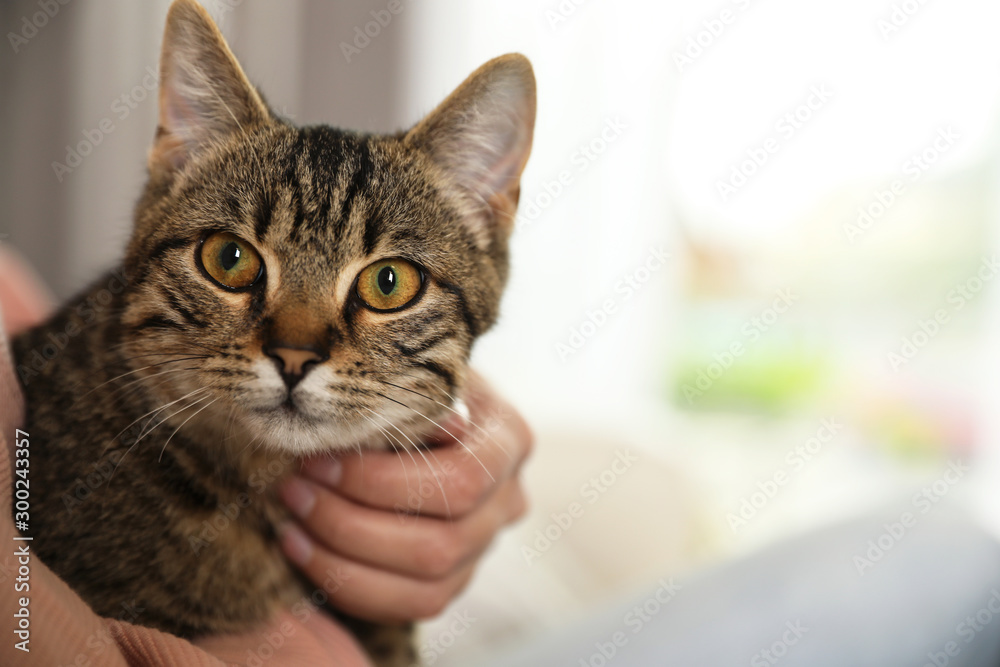 Woman petting cute tabby cat at home, closeup. Space for text