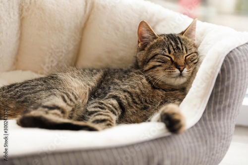 Cute tabby cat on pet bed at home, closeup