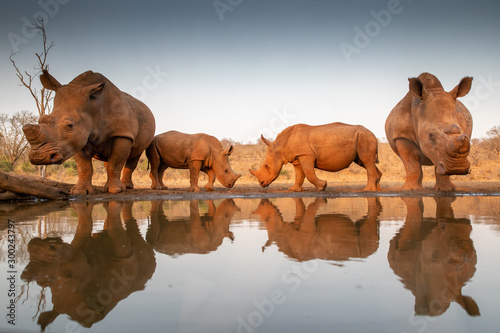 Canvas Print Two baby rhinos challenging each other at a pond