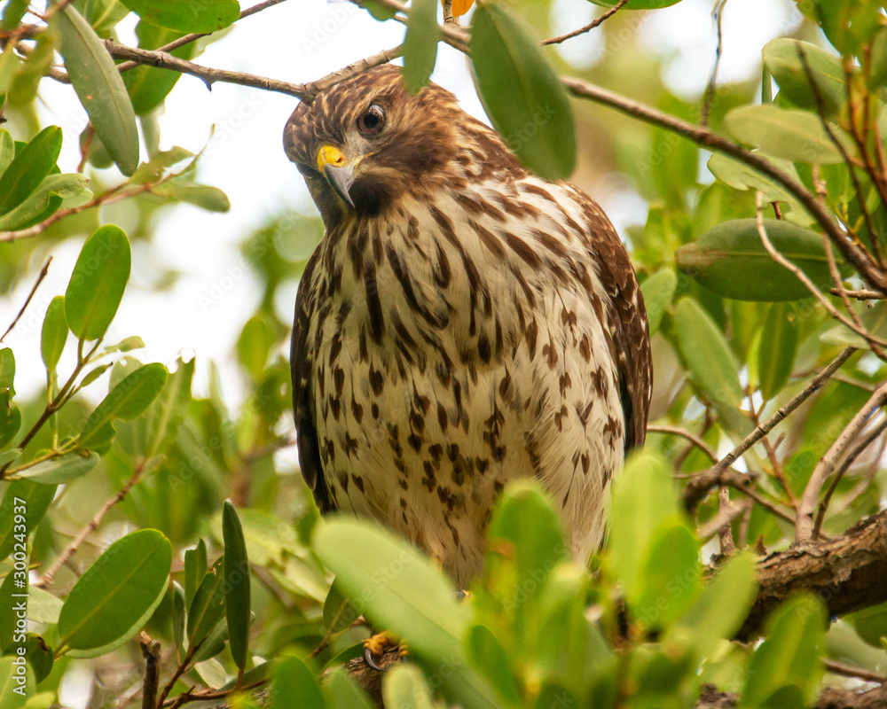 Hawk Broad Winged Bird sitting in the tree portrait Hawk Broad Winged Bird sitting in the tree portrait