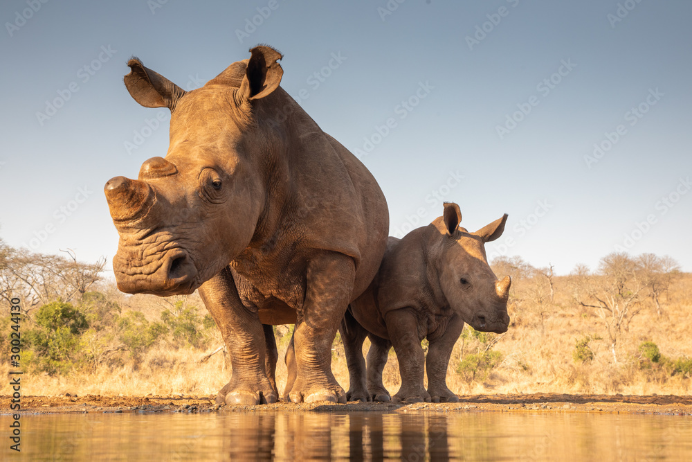 Mother and baby rhino getting ready to drink - obrazy, fototapety, plakaty 