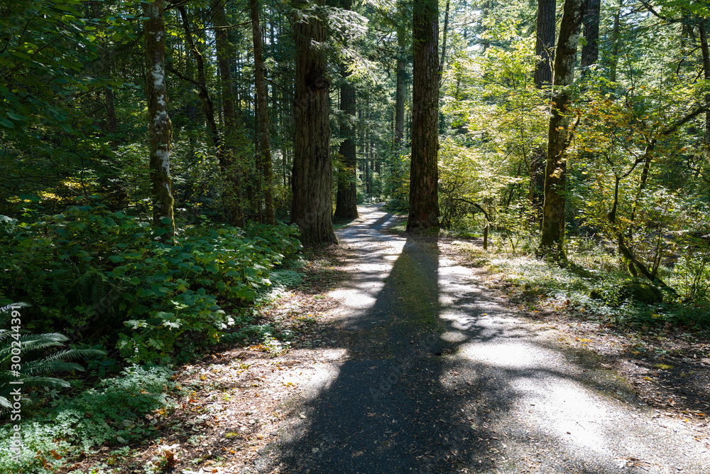 Late afternoon shadows cross a hiking trail in Beacon Rock State Park, Washington, USA Late afternoon shadows cross a hiking trail in Beacon Rock State Park, Washington, USA