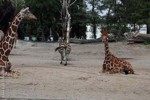 Fototapeta kuchenna Zebra-2