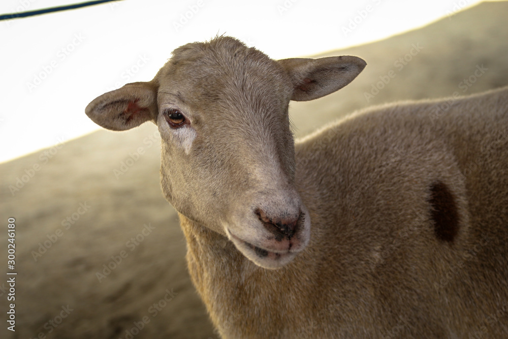 portrait of a sheep