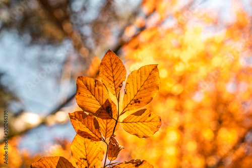 autumn vibe image in the Austrian alps, fall landscape image in the Austrian alps