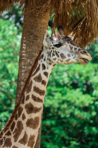 Canvas Print Giraffe / African Animal