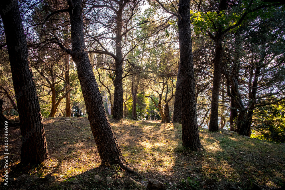 Fototapeta premium Pine forest in sunset time, Budva, Montenegro