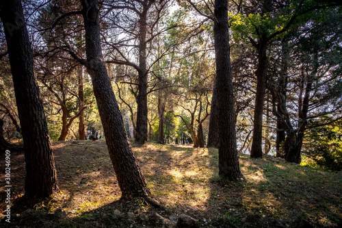 Pine forest in sunset time, Budva, Montenegro