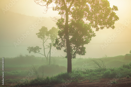 Wallpaper Mural The blurry background of the fog that covers trees, roads, grass, in the morning is naturally beautiful, can be seen in the end of the rain, cold winter every year. Torontodigital.ca