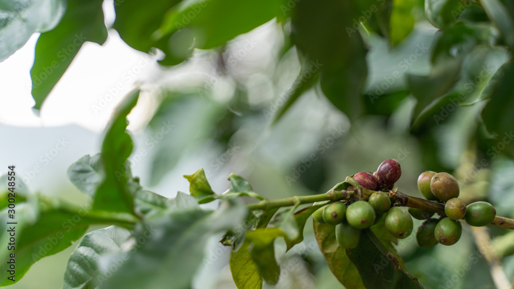 close-up coffee beans in a coffee plantation in the middle of the forest close-up coffee beans in a coffee plantation in the middle of the forest