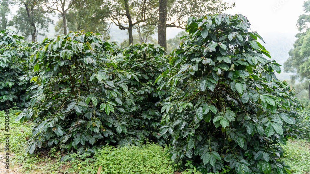Coffee trees in the coffee plantations in the forest