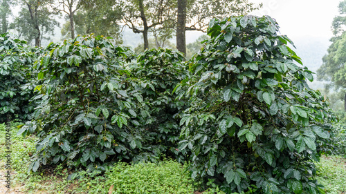 Fototapeta Naklejka Na Ścianę i Meble -  Coffee trees in the coffee plantations in the forest