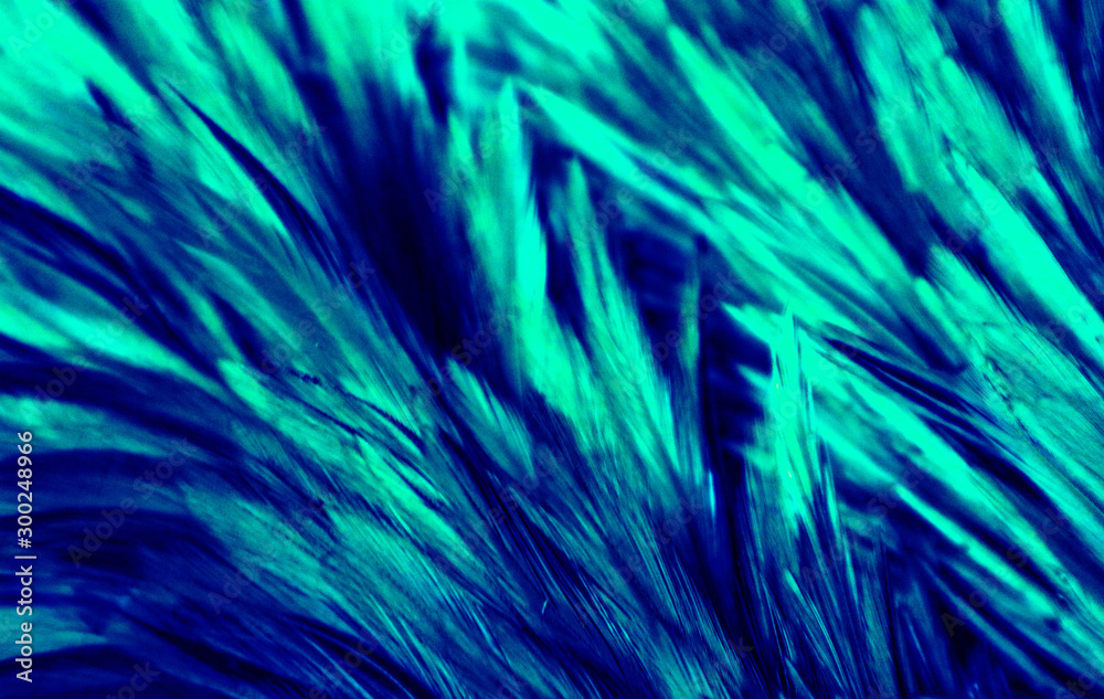 Beautiful abstract colorful white and light green feathers on dark background and soft white blue feather texture on white pattern