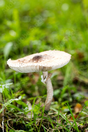 Mushroom close up in wild nature background fifty megapixels prints