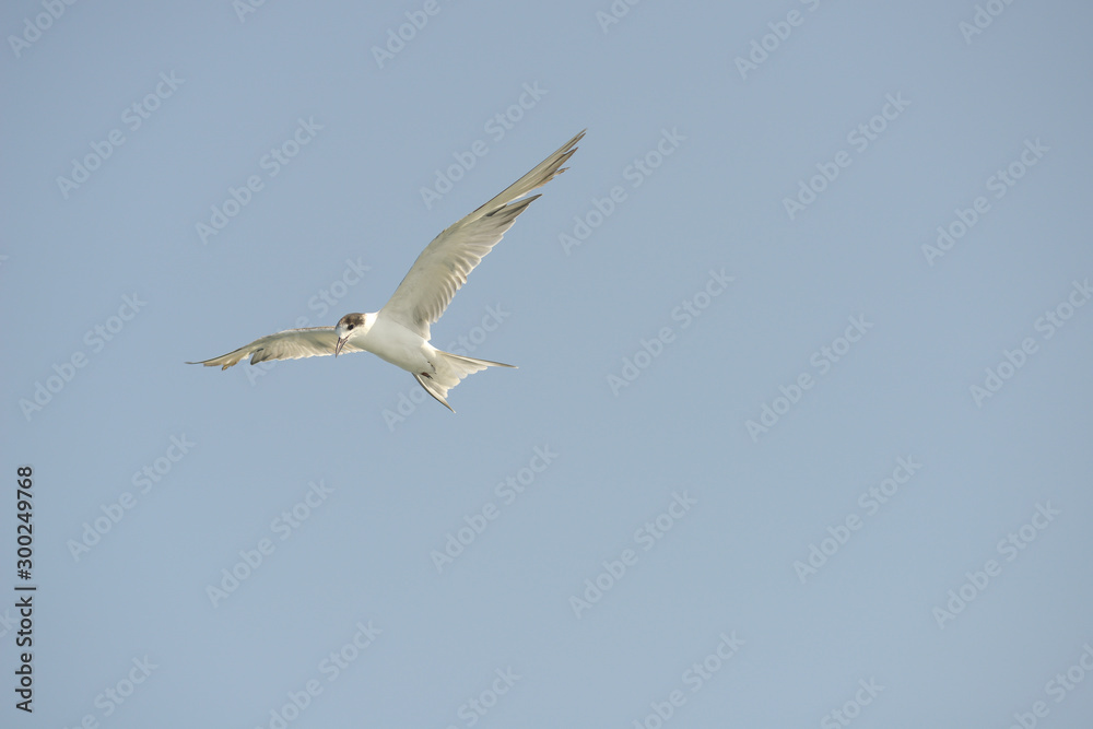 Little tern (Sternula albifrons) in flying action with blue sky background. Little tern (Sternula albifrons) in flying action with blue sky background.