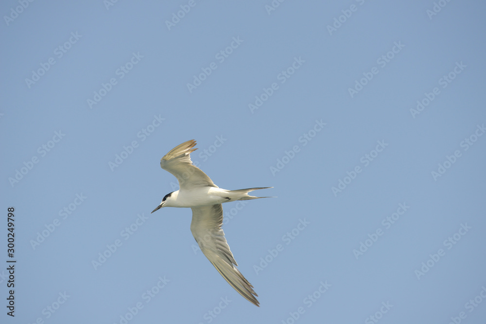 Little tern (Sternula albifrons) in flying action with blue sky background. Little tern (Sternula albifrons) in flying action with blue sky background.