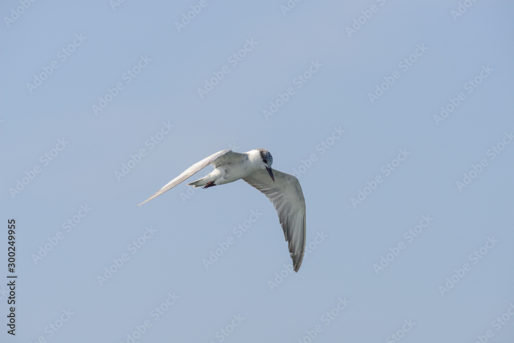 Little tern (Sternula albifrons) in flying action with blue sky background. Little tern (Sternula albifrons) in flying action with blue sky background.