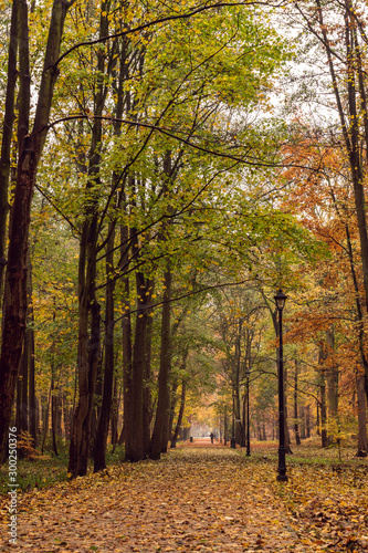Park alleyway during the late Autumn Season, Usedom Island on the Baltic coast. 