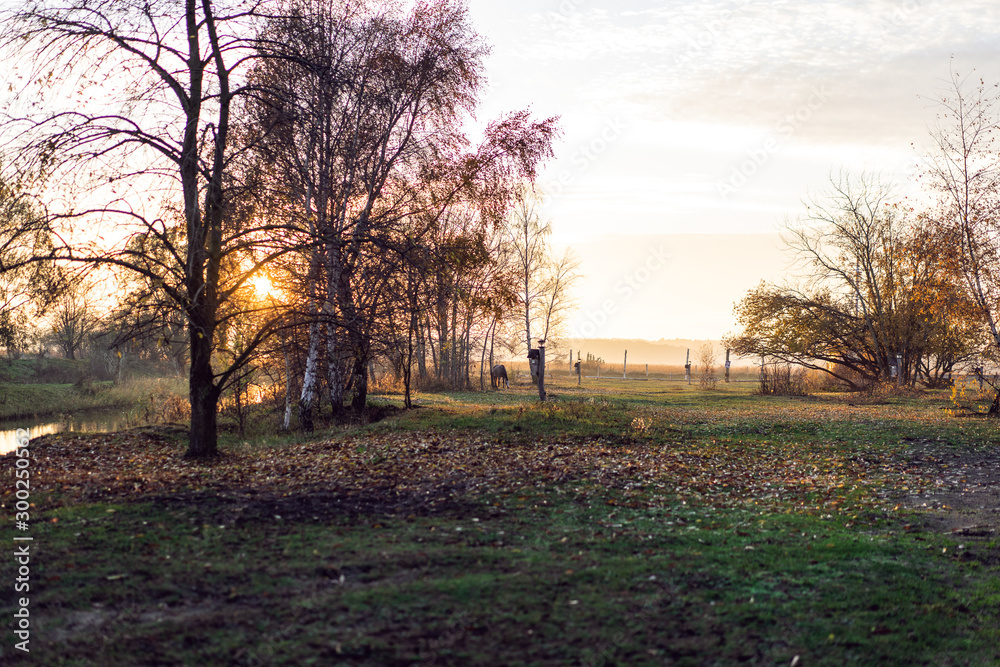 Park alleyway during the late Autumn Season, Usedom Island on the Baltic coast. Park alleyway during the late Autumn Season, Usedom Island on the Baltic coast.