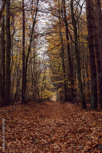 Park alleyway during the late Autumn Season, Usedom Island on the Baltic coast. 