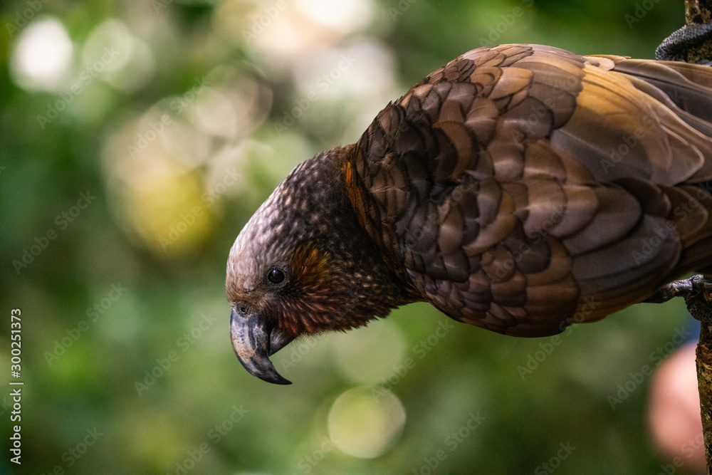Obraz premium A close up of a New Zealand Kaka Parrot 