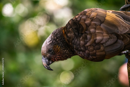 A close up of a New Zealand Kaka Parrot 
