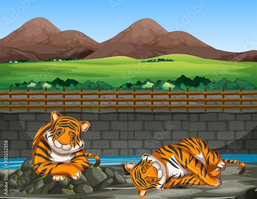 Scene with two tigers at the zoo