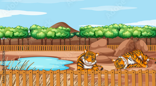 Scene with two tigers at the zoo photo