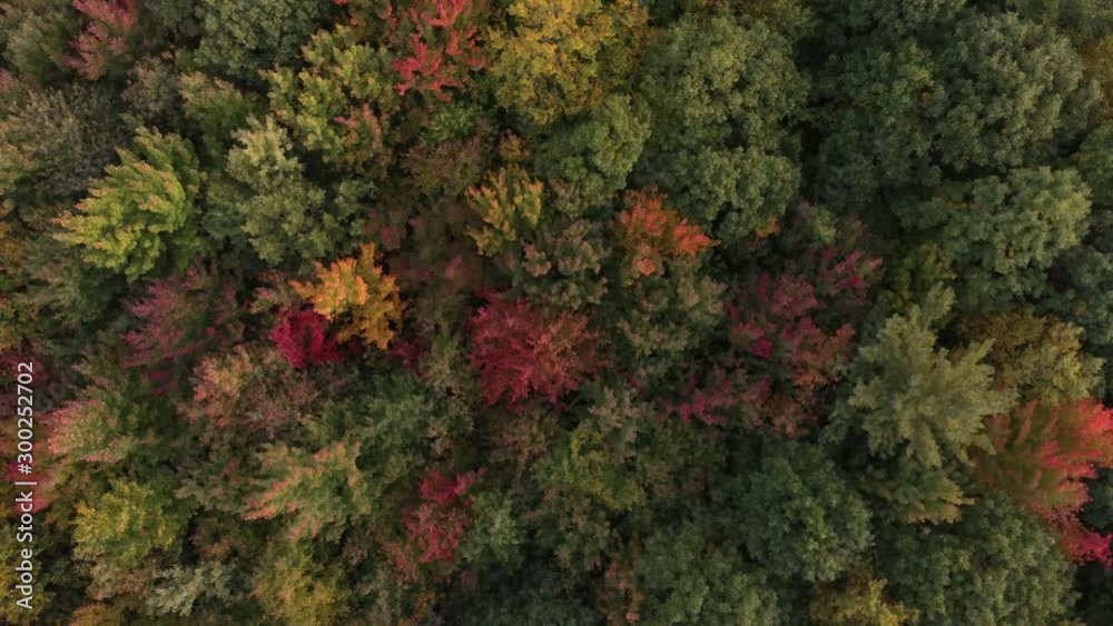 Evening aerial straight up shot of forest in fall with red and green trees Evening aerial straight up shot of forest in fall with red and green trees