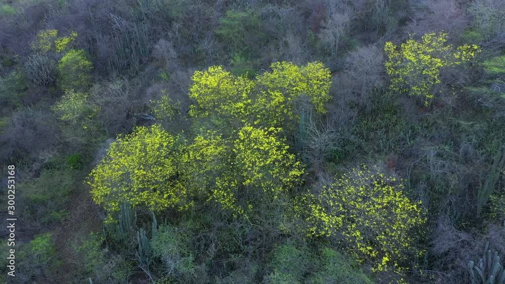 Aerial view with cactus and yellow tree - Curaçao - Caribbean Sea - Westpunt Aerial view with cactus and yellow tree - Curaçao - Caribbean Sea - Westpunt