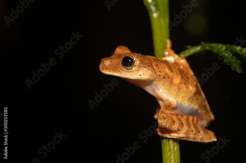 Blacksmith tree frog - Boana faber photo