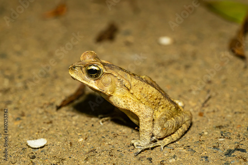 Yellow Cururu Toad - Rhinella icterica photo